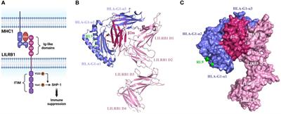 MHC1/LILRB1 axis as an innate immune checkpoint for cancer therapy